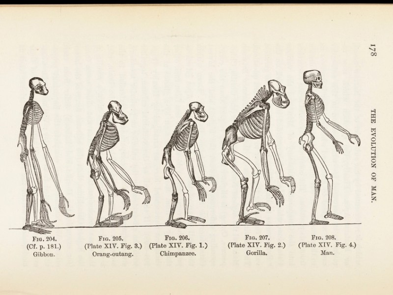 Evidence for language’s emergence, origin, purpose, and evolution&nbsp;process.