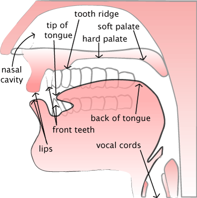 Phonetics – Speech sounds explained using the source-filter&nbsp;model.