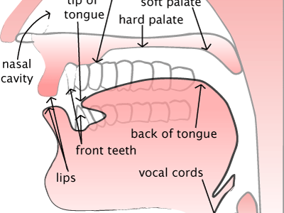 Source-Filter Model of Speech&nbsp;Sounds