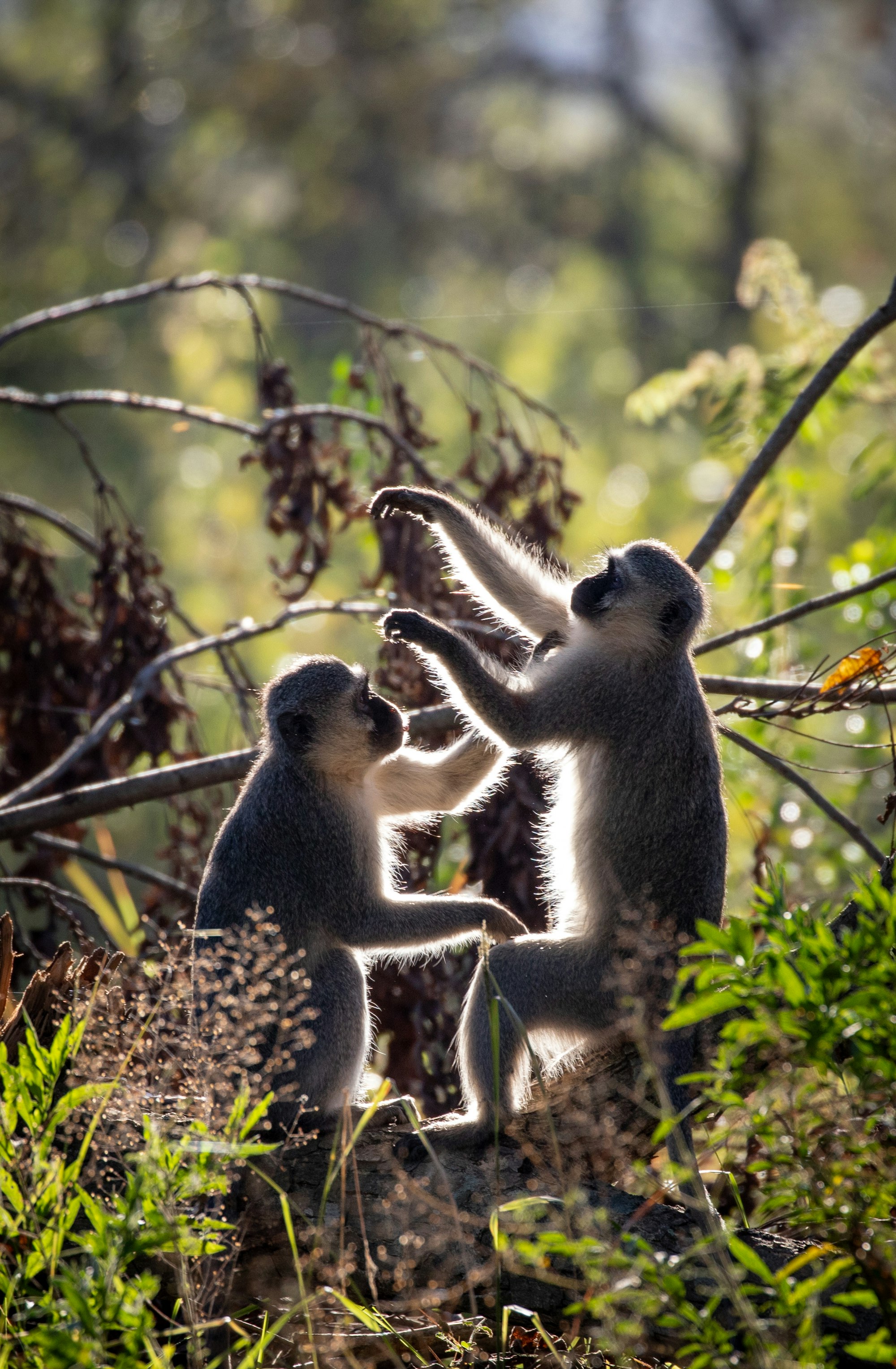 two vervet monkeys on tree branch during daytime